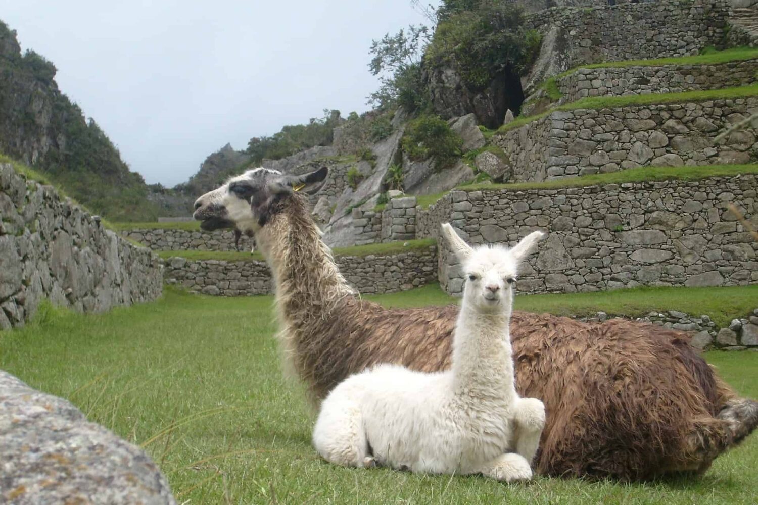 llarmas at machu Picchu