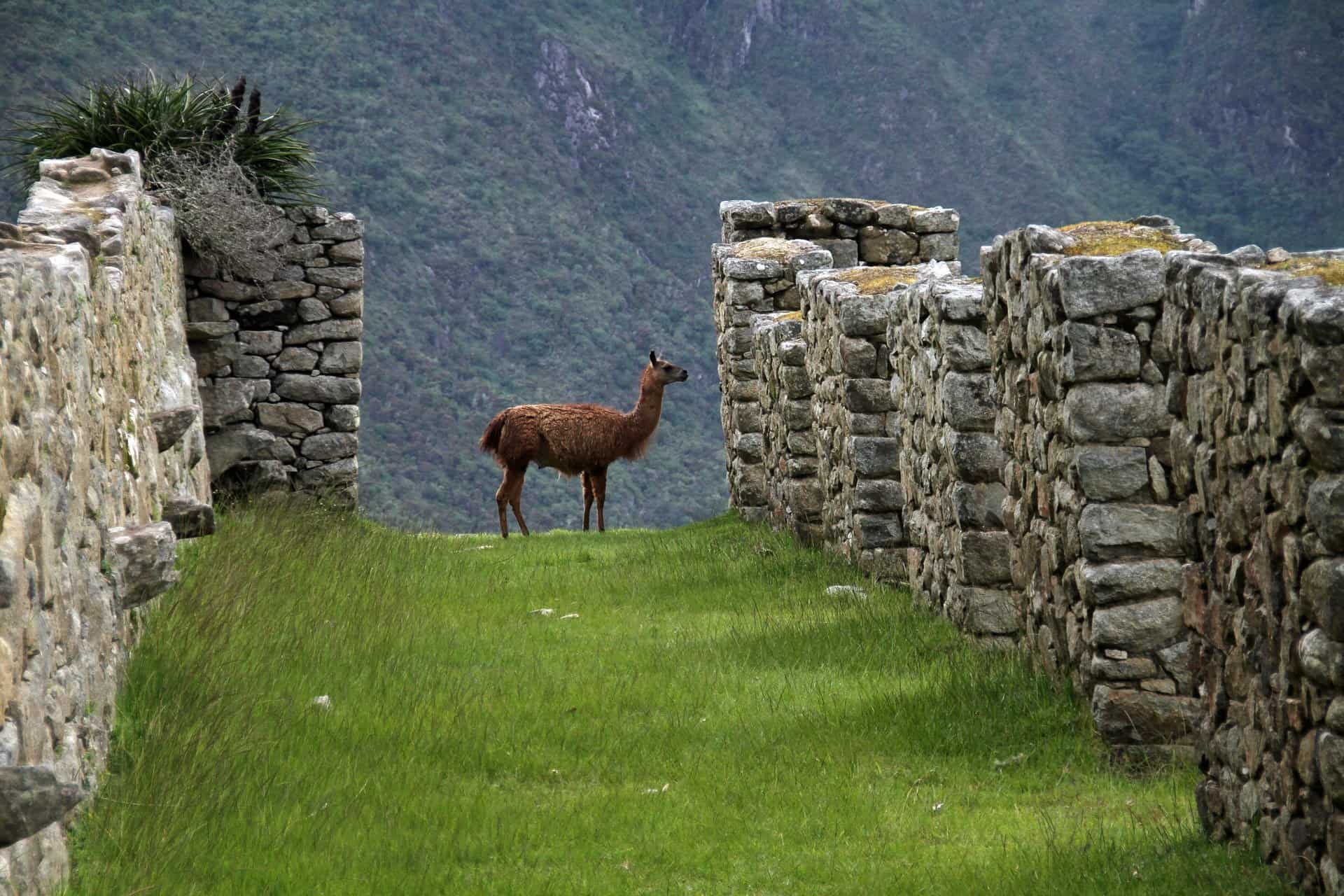 Alpaca cusco