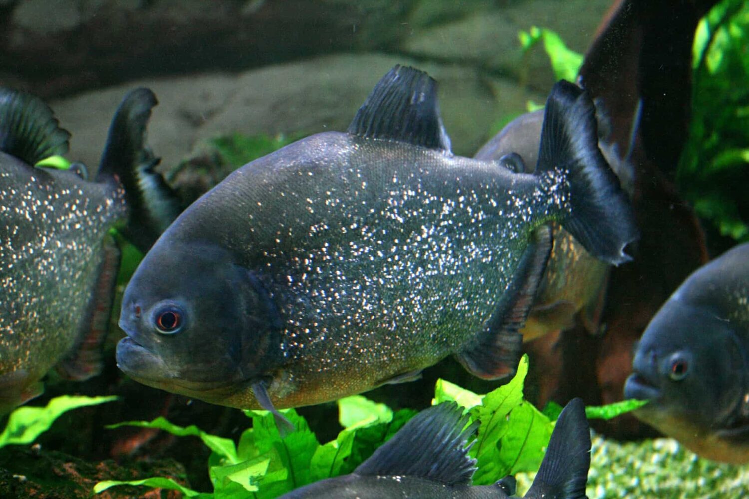 Puerto Maldonado fish